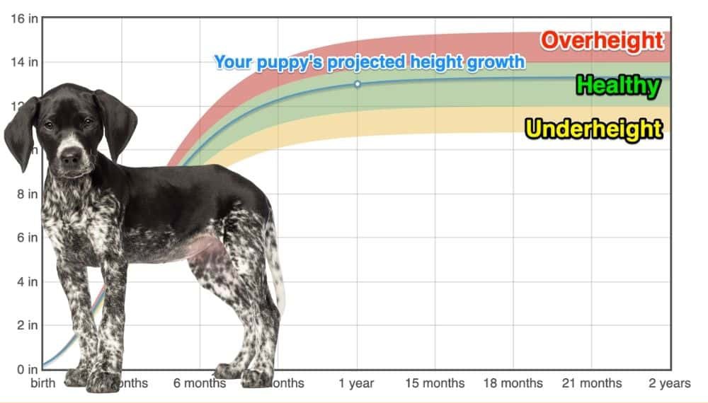 German Shorthaired Pointer Height+Growth Chart How Tall Will My